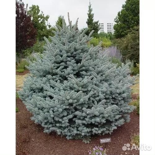 Ель голубая крупномер