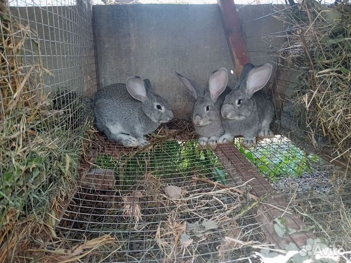 Кролики советская шиншила