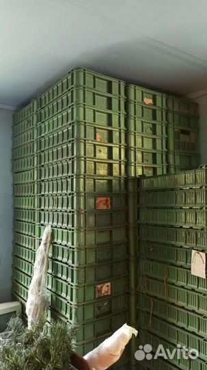 Пластиковая тара ящики