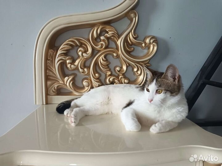 Кошки 3 девочки в добрые руки