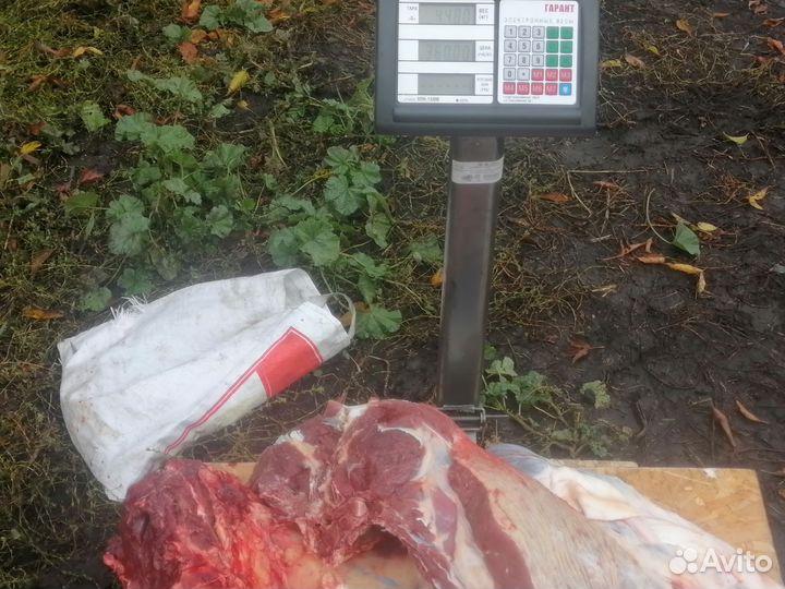 Продам говядину