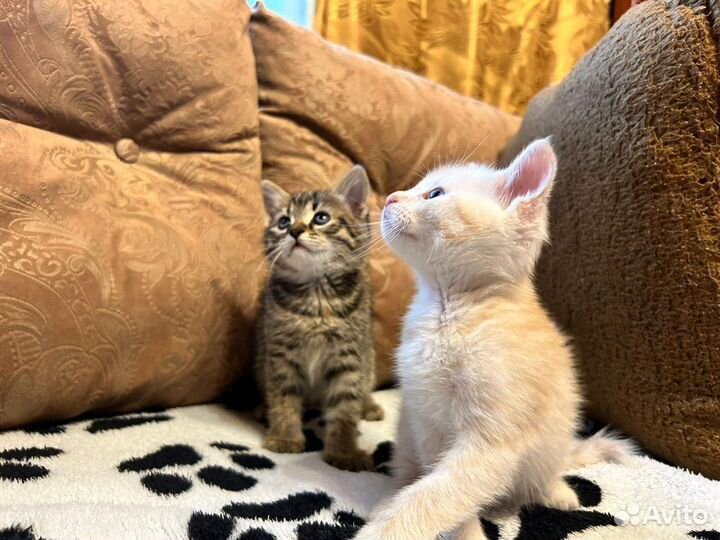 Котёнок, щенок мальчики в добрые руки бесплатно