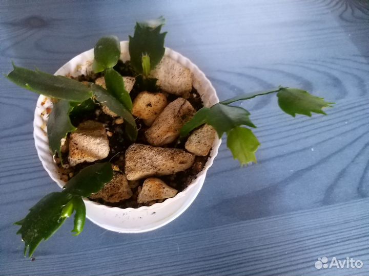 Декабрист шлюмбергера сортовые