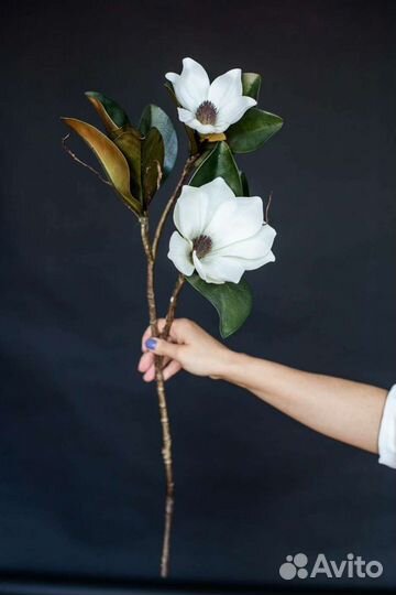 Магнолия, интерьерный цветок