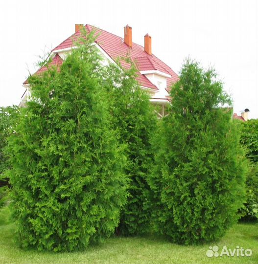 Туя брабант