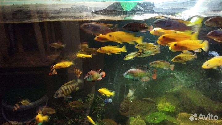 Хаплохромис ниерери