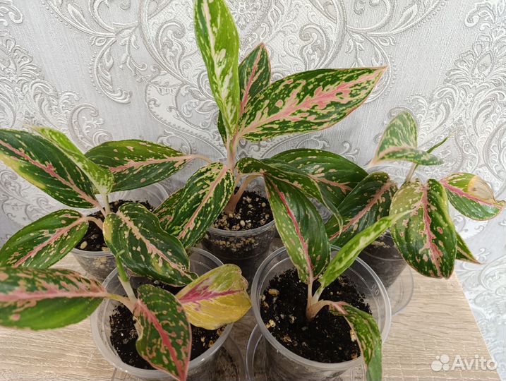 Аглаонема Баттерфляй