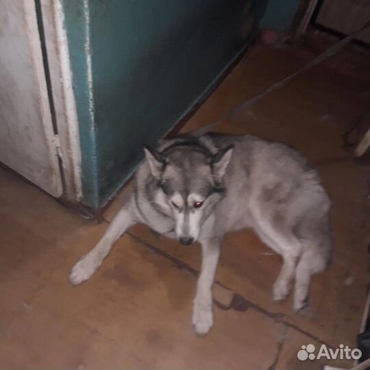Помесь хаски