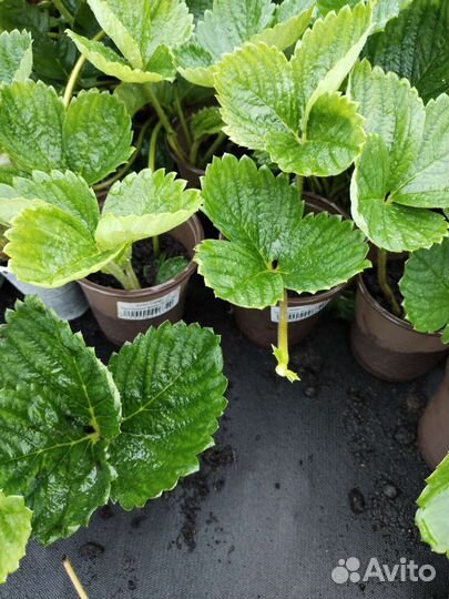 Саженцы клубники