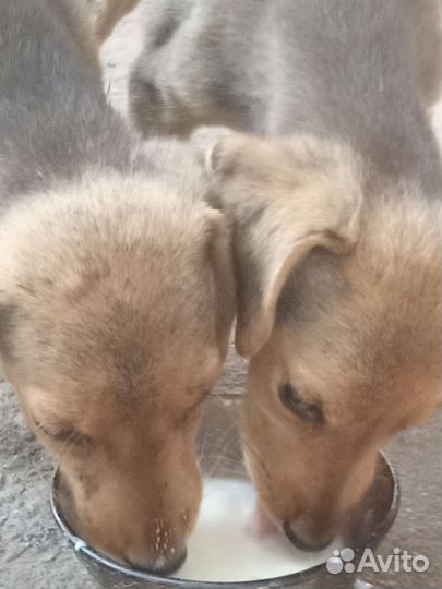 Щенки ручкой гончей