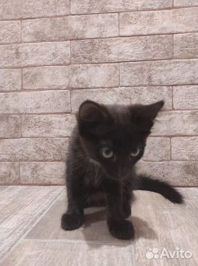 Коты бесплатно