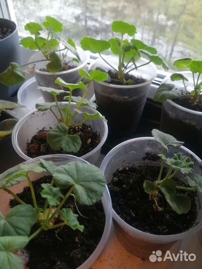 Герань пеларгония