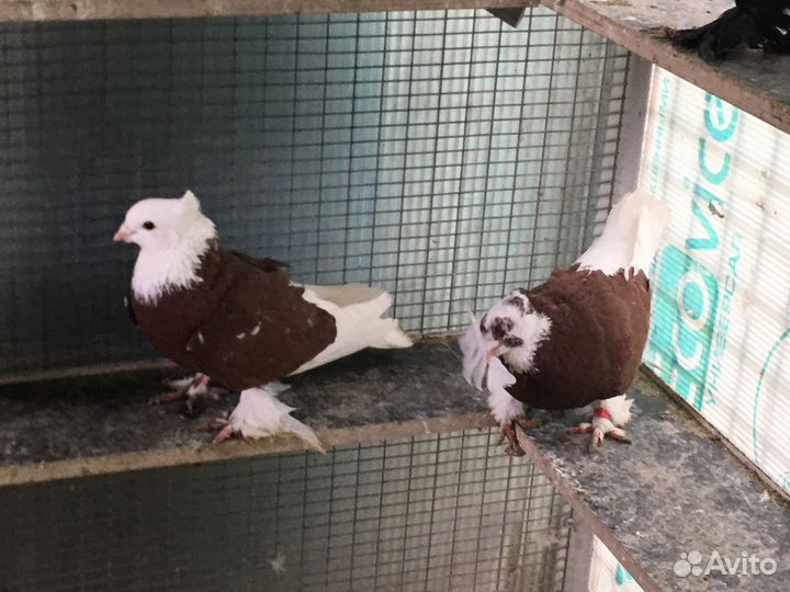 Андижанские Высоколетные, Бойно-игровые голуби