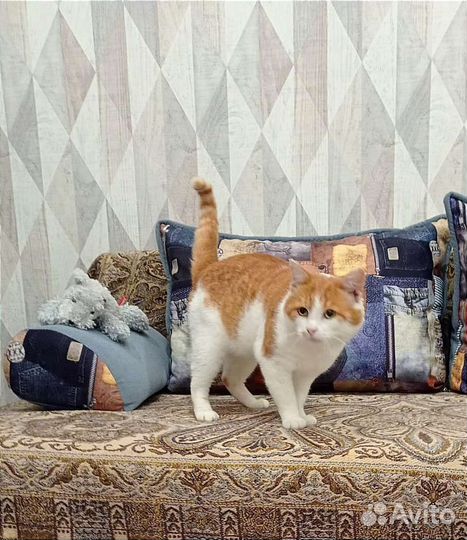 Рыжик в добрые руки