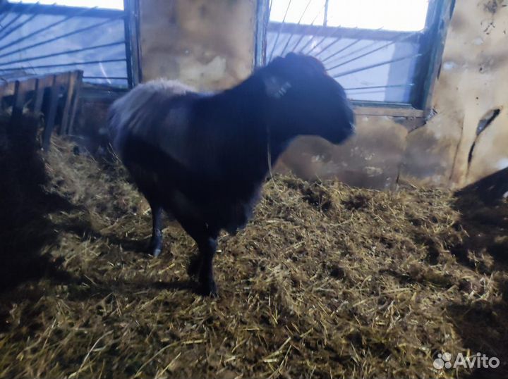 Овцы и бараны