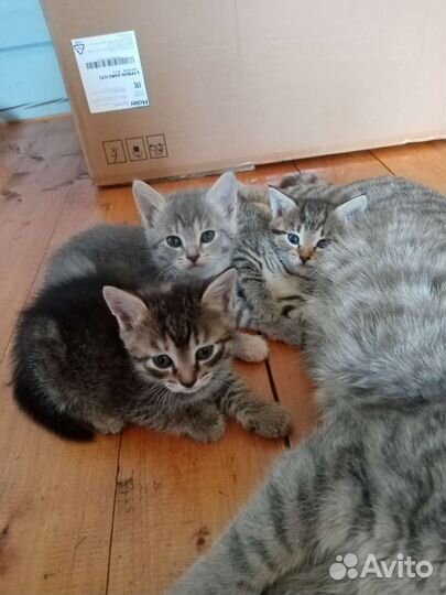Котята в добрые руки