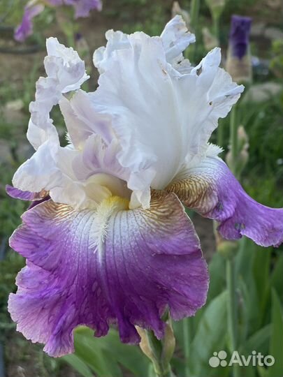 Ирисы бородатые