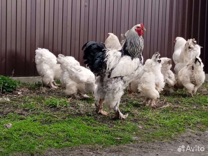 Инкубационное яйцо Брамы