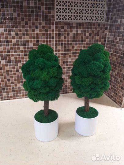 Эко-дерево из стабилизированного мха