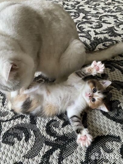 Кошка в дар