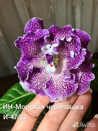 Глоксинии махровые