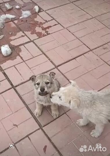 Щенок мальчик 2 мес