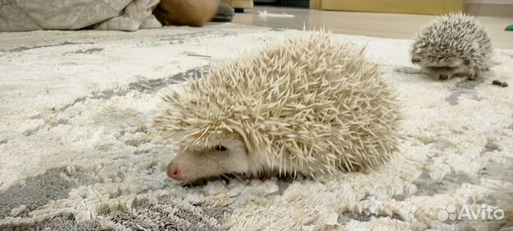 Карликовый африканский ежик