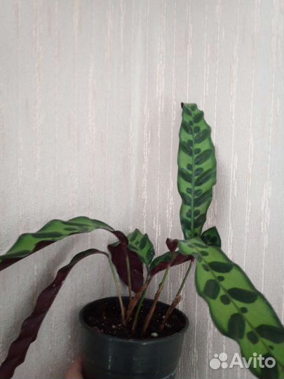 Лансифолия, фиалка