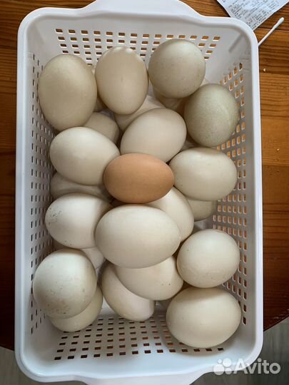 Яйцо утиное свежее