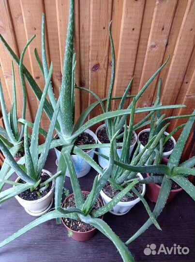 Алоэ вера настоящее