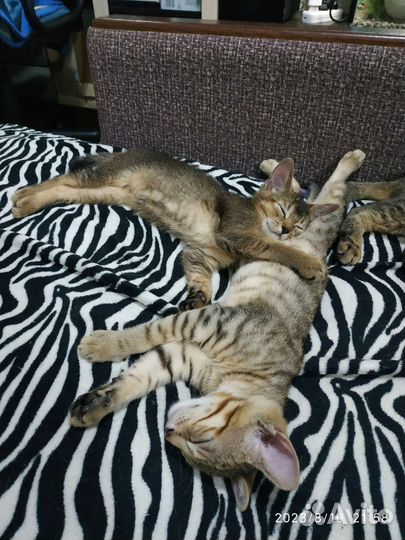 Абиссинские котята