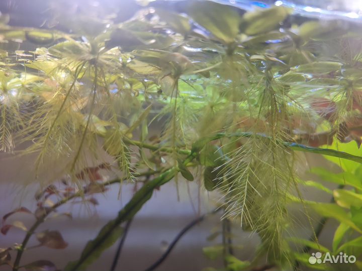 Сальвиния, пистия - аквариумные растения