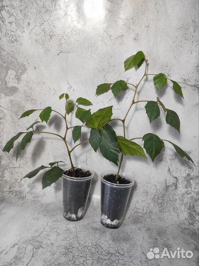 Циссус ромболистный