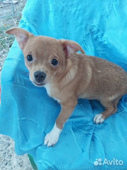 Золотые чишки - сладкие детишки