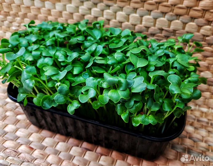 Семена Редиса для микрозелени