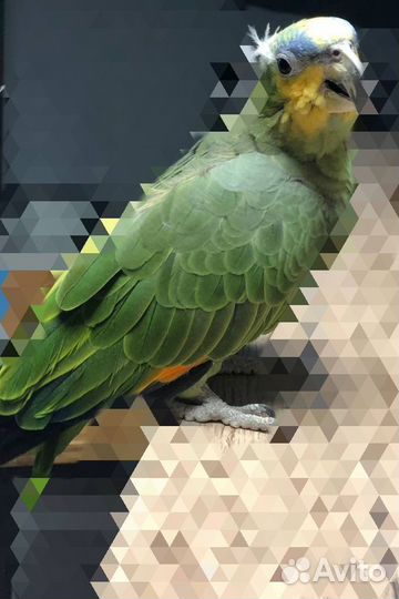 Венесуэльский амазон