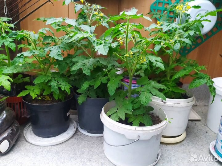 Рассада помидор помидоры