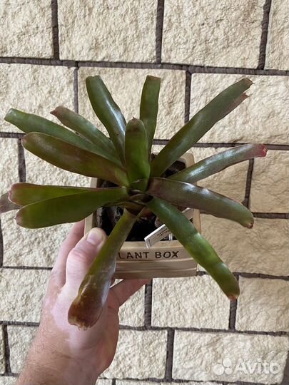 Неорегелия