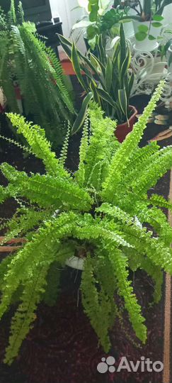 Спатифиллум