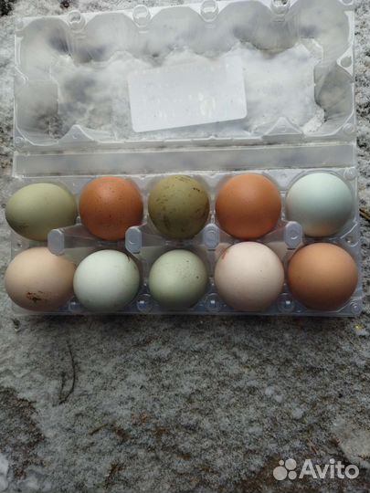 Домашние инкубационные разноцветные куриные яйца