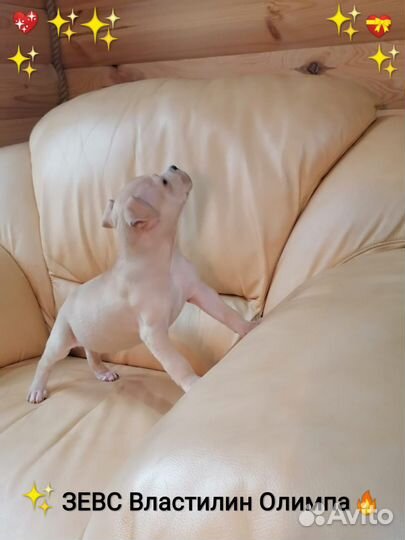 Сказочный Красавчик Ам.Стафф.терьер (с Док)