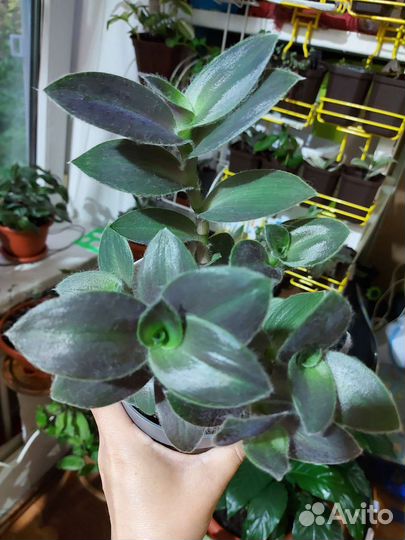 Срезы традесканций