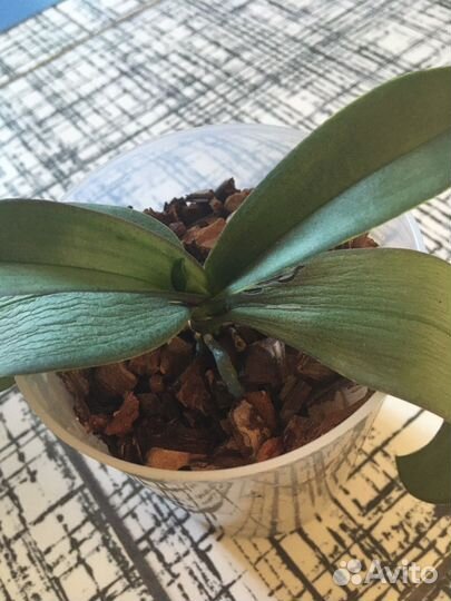 Орхидея фаленопсис Мультифлора мини Horngli Vicky