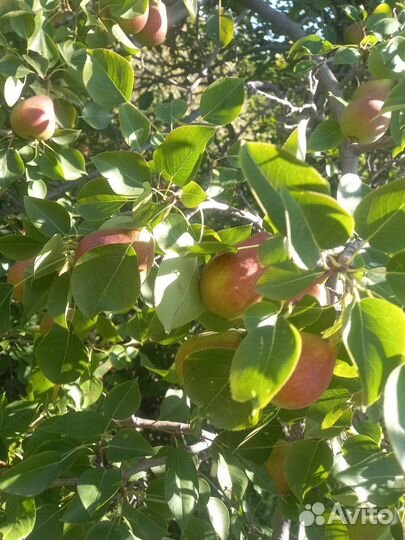 Яблоки -слива -груши