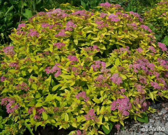 Спирея японская Голден Принцесс