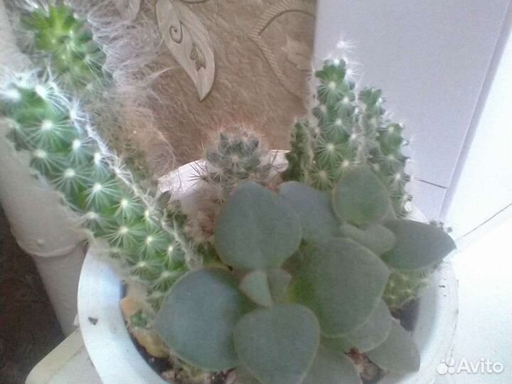 Кактусы разные сорта