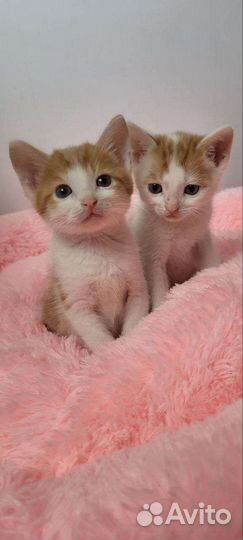 Котята мальчики
