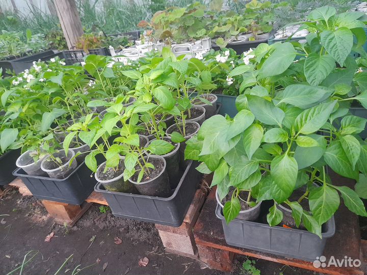 Рассада помидор, перцев, баклажан, цветов