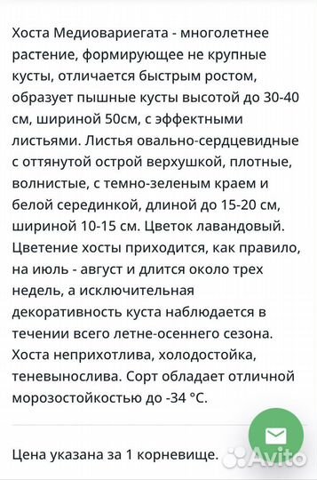 Хоста Медиовариегата, декоративная трава