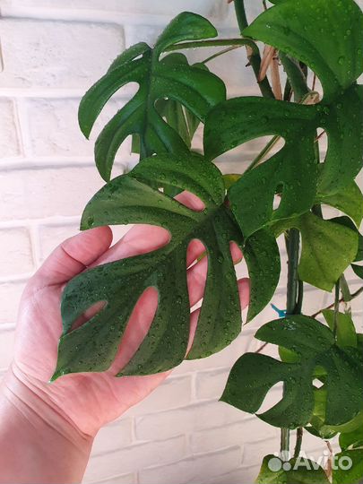 Традесканция нанук